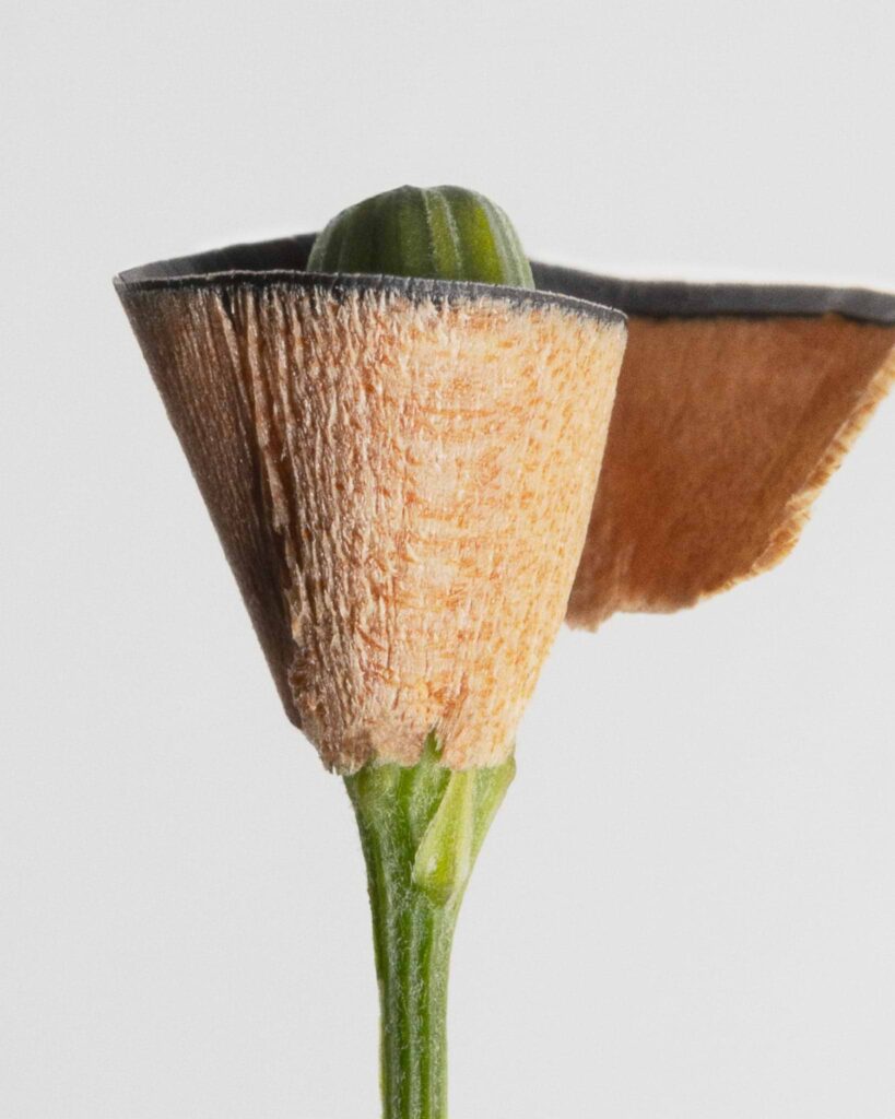 mÁdara the eye pencil