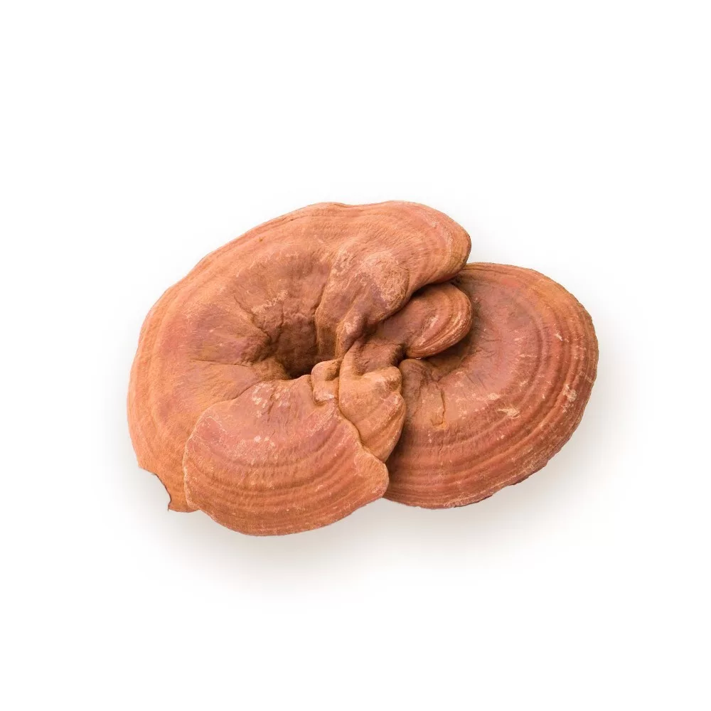 biomenÜ bio ganoderma gomba 100g