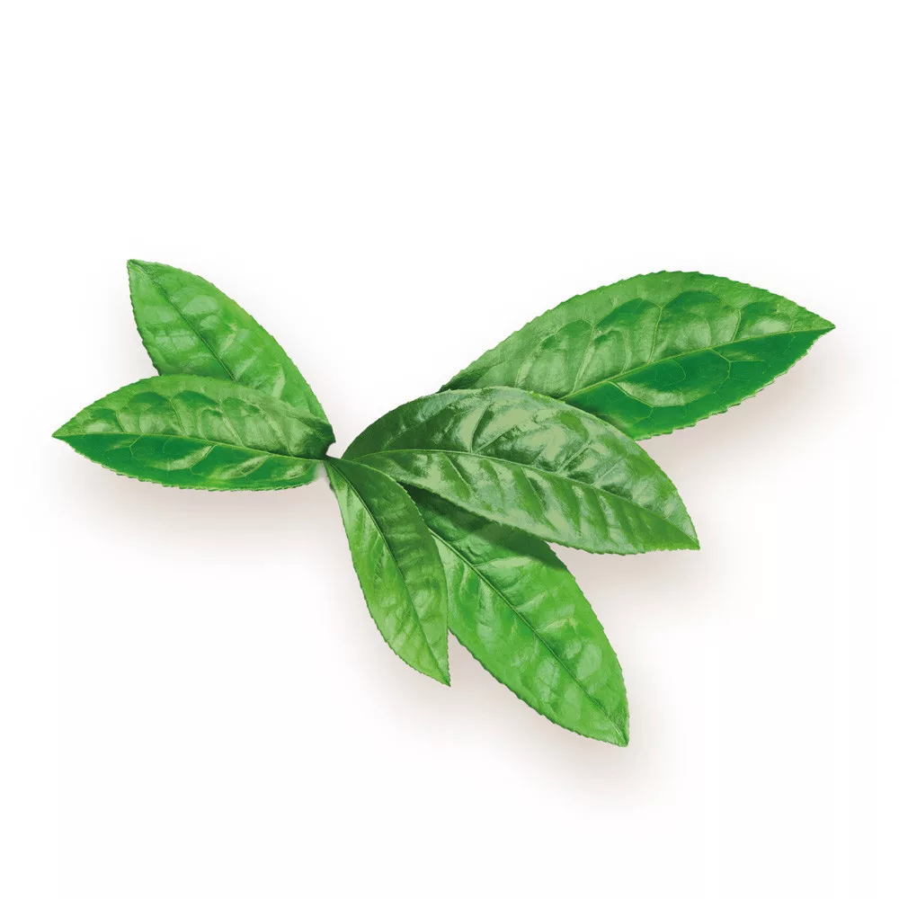 biomenÜ bio matcha tea kapszula