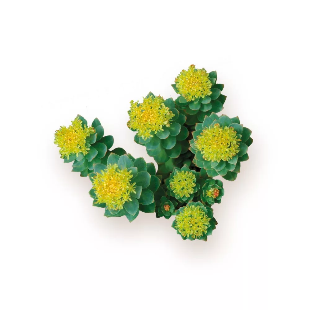 biomenÜ bio rhodiola rosea 60g