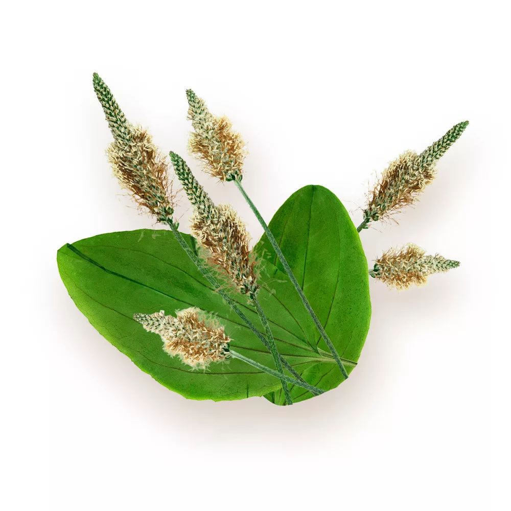 biomenÜ bio Útifűmaghéj 125g